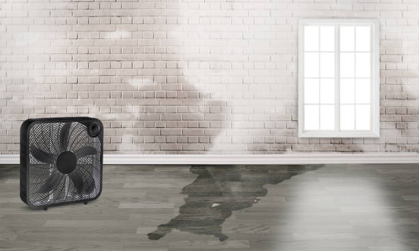 Best Professional water damage repair  in Deer Park, OH